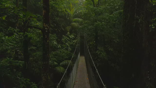 Dense vegetation in tropical rain forest. Backwards reveal of narrow suspension footbridge. La Fortuna, Costa Rica