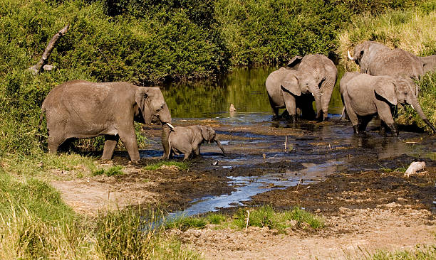 코끼리 가축떼 건널목 머디 연못 스톡 사진