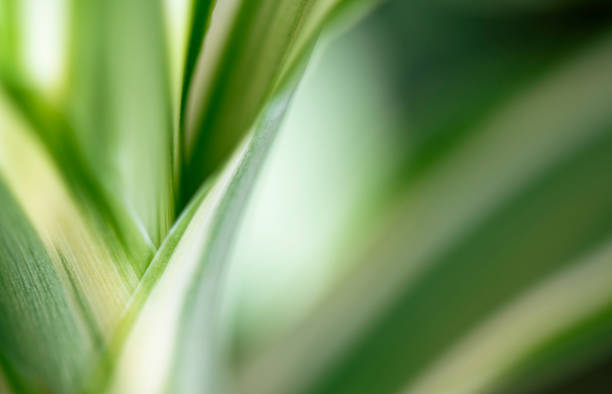 istock Macro white and green curves of leaf opening 1467611462