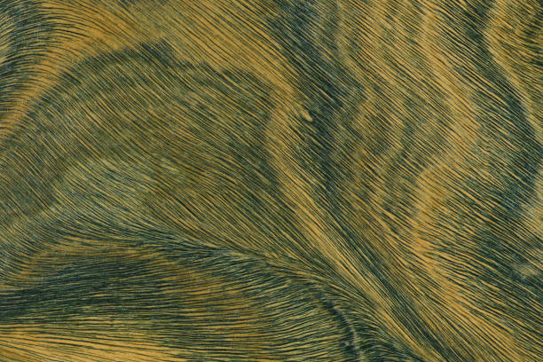 istock Green and brown PaloSanto wooden pattern. 1467611580