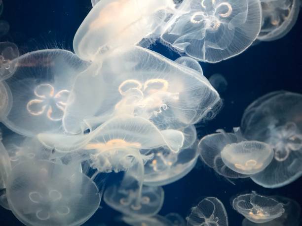 istock jellyfish in the tank 1467611985