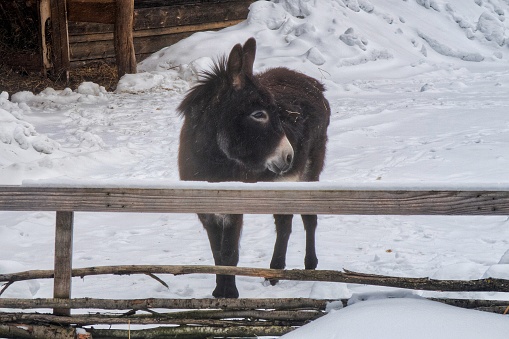 Black donkey on the farm in winter