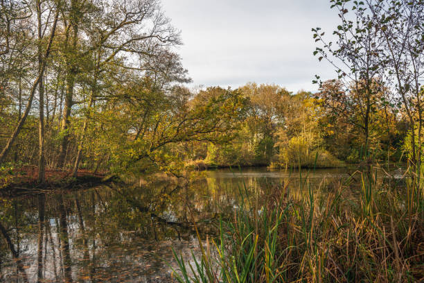 istock Small lake in autumn season 1467613118