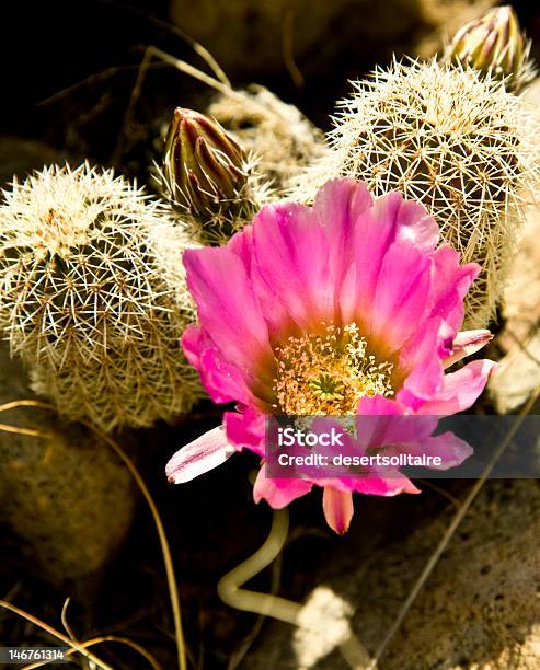 Cactus Puerco Espín En Flor Foto de stock y más banco de imágenes de Afilado - Afilado, Amarillo - Color, Arizona