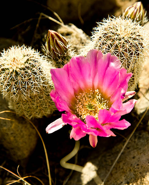 ёж кактус в bloom - single flower flower cactus hedgehog cactus стоковые фото и изображения