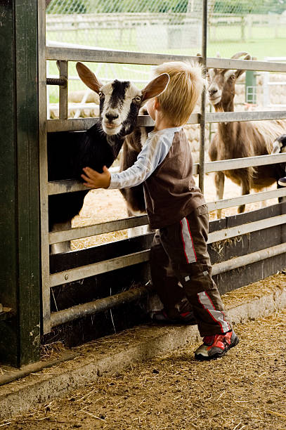 istock little boy and a goat. 146761548