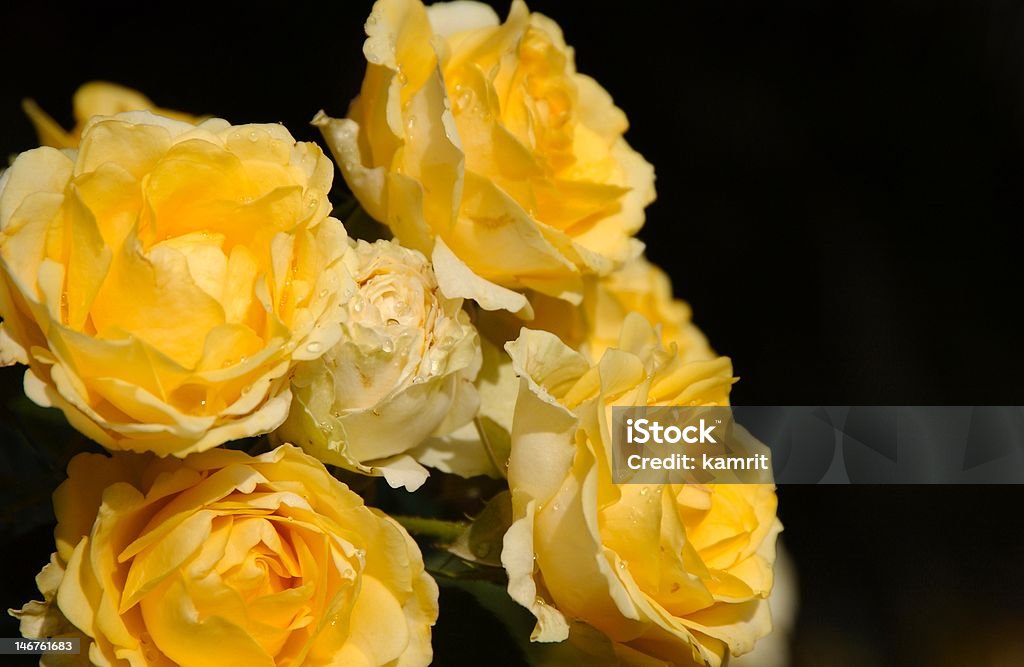 Gelbe Rose in voller Blüte - Lizenzfrei Bildhintergrund Stock-Foto