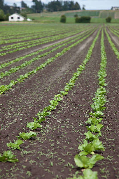 istock Green lettuce and weeds in a row 146761703