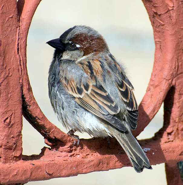 sparrow rests on red fence stock photo