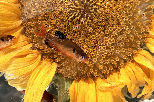 Small Fish swimming in front of a Bright SunFlower stock photo