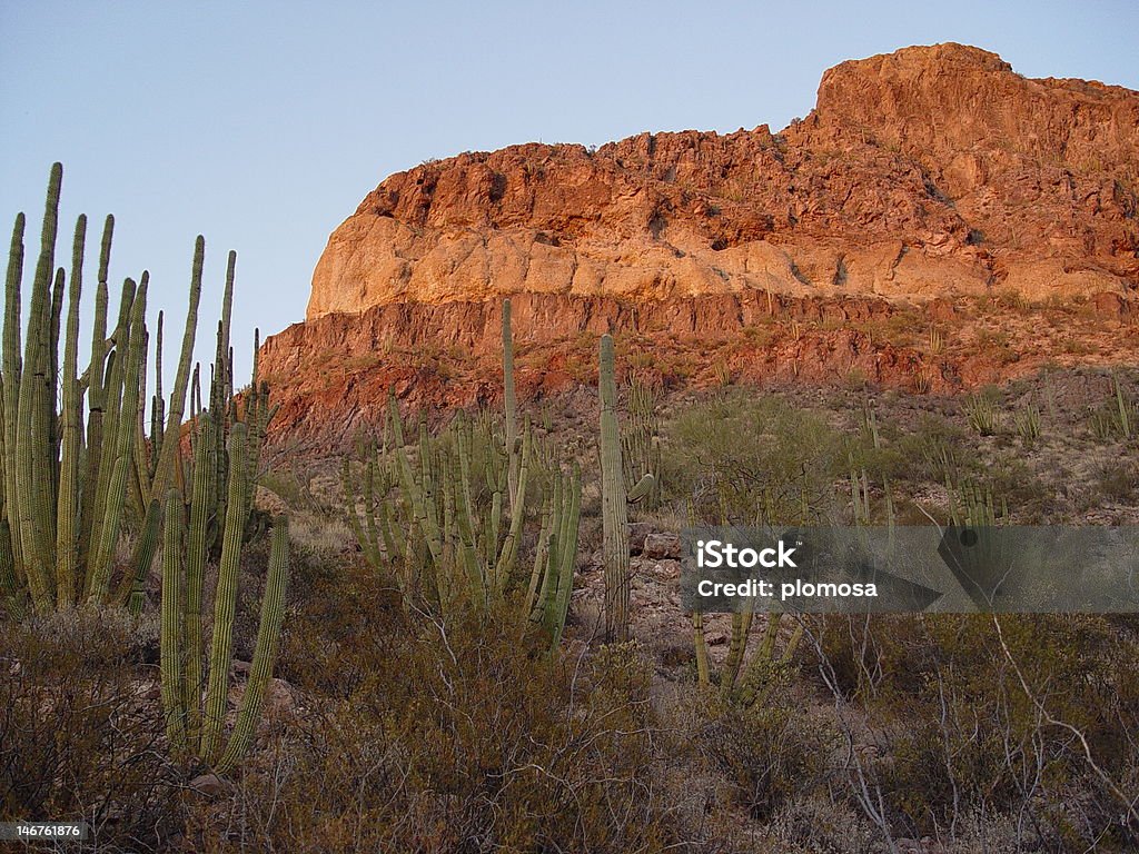 Труба органа Национальный Памятник - Стоковые фото Organ Pipe Cactus National Monument роялти-фри