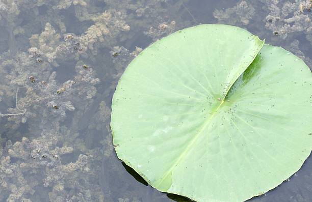 Lone Lily Pad stock photo