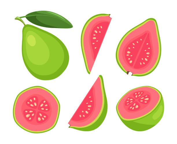 fruchtguave isoliert auf weißem hintergrund - guave stock-grafiken, -clipart, -cartoons und -symbole