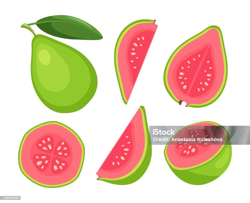 Guava Vector High Resolution Fruit Guava Isolated On White Background Stock Illustration - Download ...