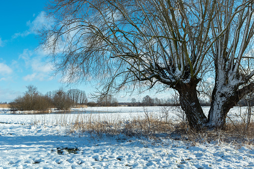 A tree with a double trunk in a winter scenery, Nowiny, eastern Poland