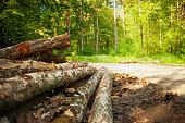 Tree logs lying by the road in the forest