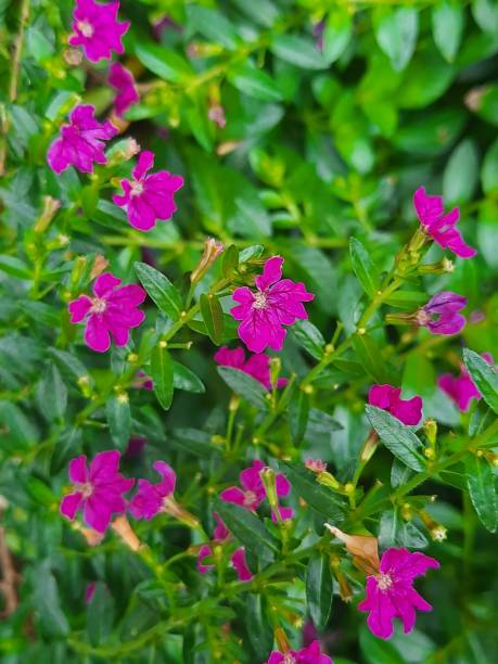 istock Cuphea or commonly called Taiwan beauty flower 1467619960