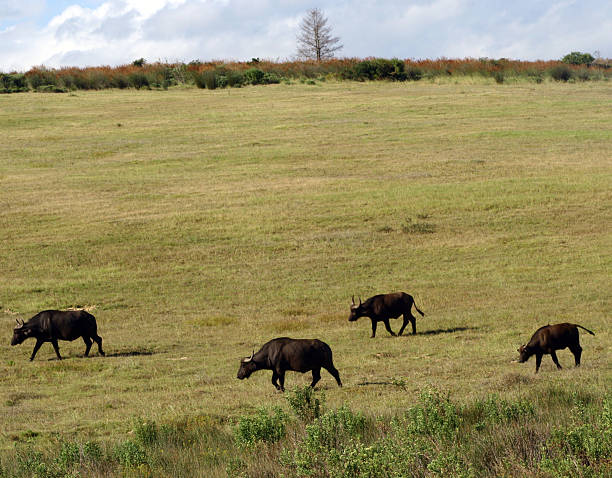 istock Buffalo, South Africa 146762026