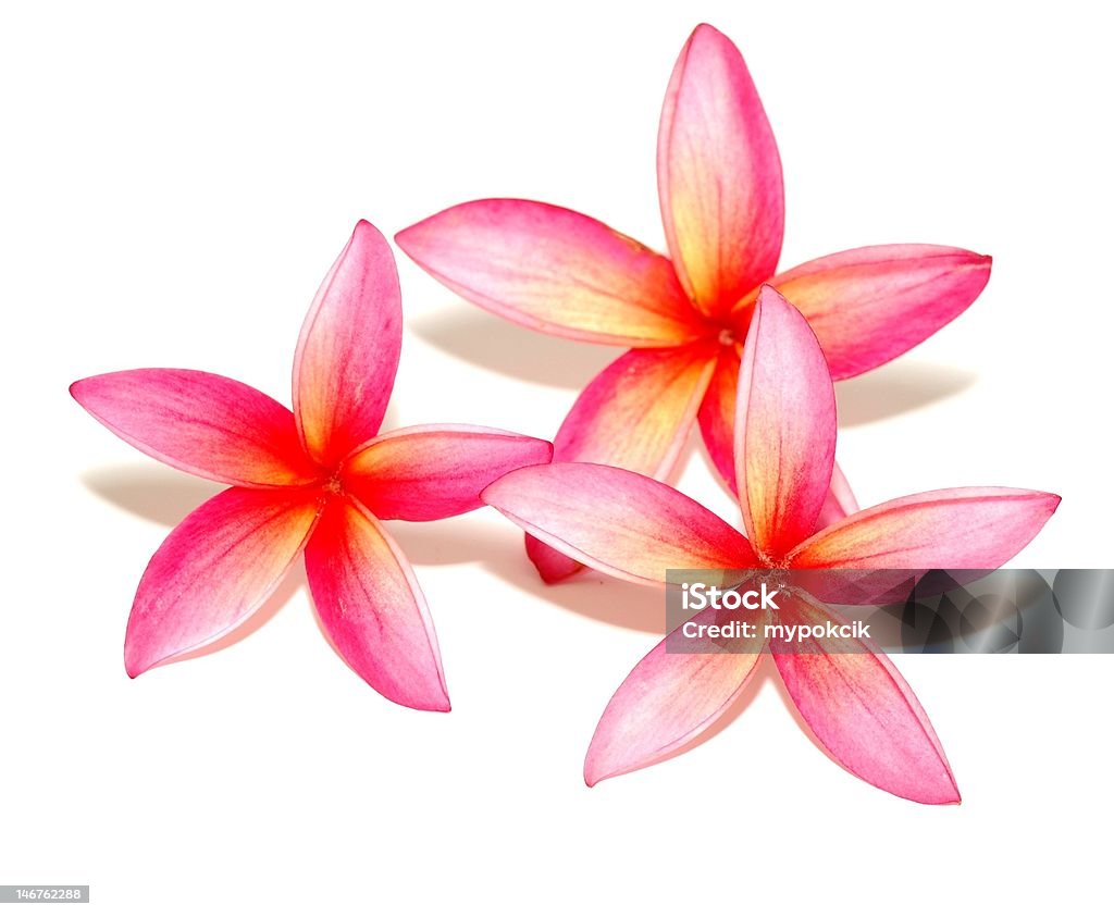 Plumeria - Foto de stock de Bali royalty-free