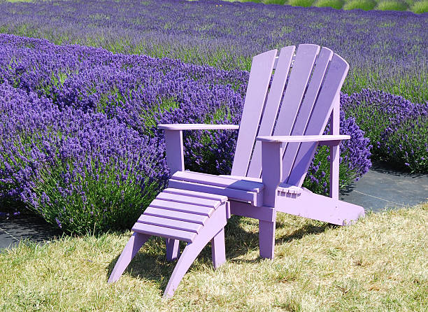 istock chair in a lavender field 146762357