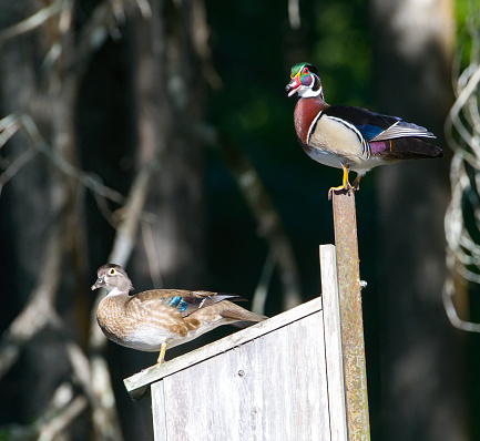 Mated pair of male and female wood duck or Carolina duck - Aix sponsa - perched on top of wooden nesting box
