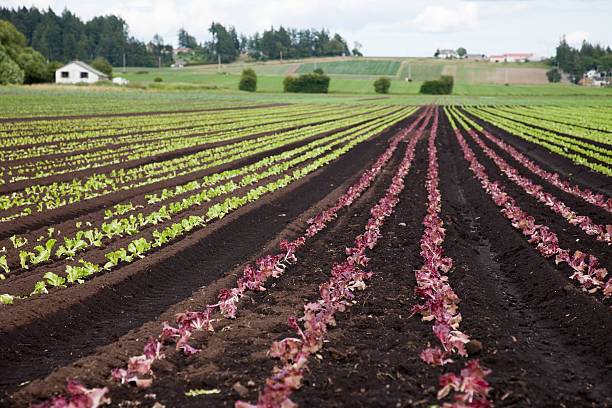 Green and red lettuce Red and green Lettuce growing in rows in a field on the Saanich Peninsula, Vancouver Island. Farm house and other fields shown in the background. saanich peninsula photos stock pictures, royalty-free photos & images