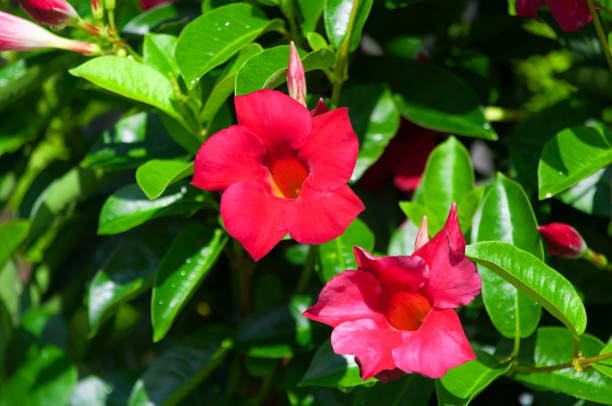 A flowering shining mandevilla or mandevilla splendens in bright sunlight in a garden.