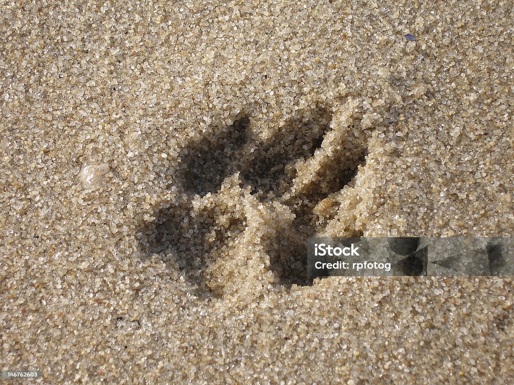 Singolo cane paw print nella sabbia martellata - Foto stock royalty-free di Ambientazione esterna