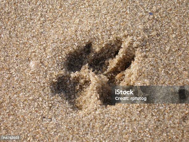 Singolo Cane Paw Print Nella Sabbia Martellata - Fotografie stock e altre immagini di Ambientazione esterna - Ambientazione esterna, Animale, Artiglio