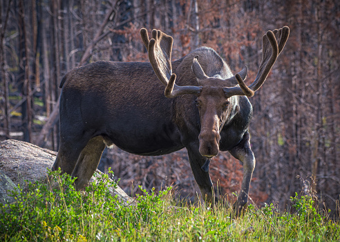 Colorado Moose Living in the Wild Rocky Mountains. Bull moose in a burned forest at surise.