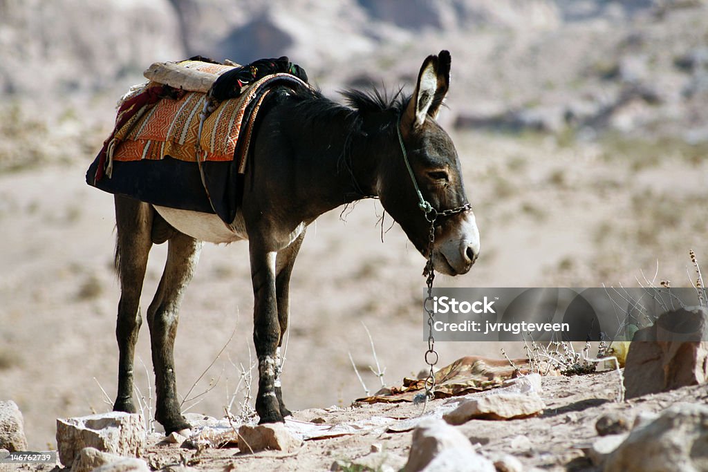 Donkey - 로열티 프리 노새 스톡 사진
