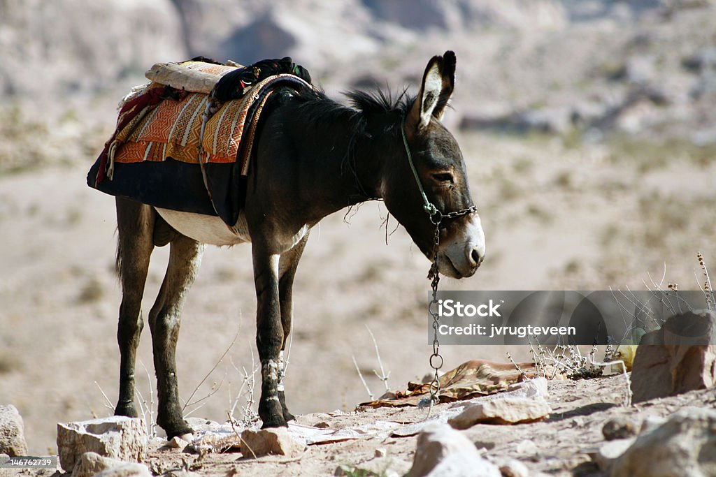 Burro - Foto de stock de Mula royalty-free