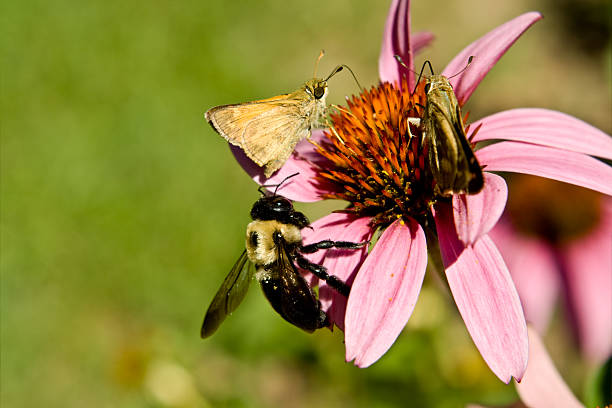 istock Crossline Skipper Butterfly Bumblebee Flower 'Magnus' Echinacea Pollination 146762750