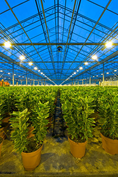 istock Rows of lilies in a glasshouse 146762786