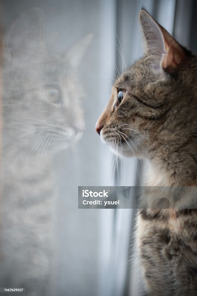 portrait of cat Gray, domestic cat  ( European Shorthair) staring at its reflection. Animal Stock Photo