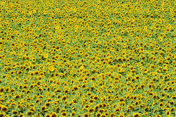 Sunflower field from above stock photo