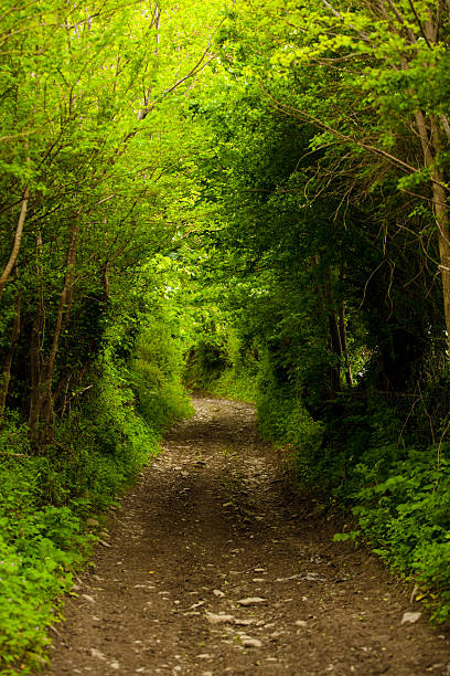 Mysterious Path into the Forest stock photo