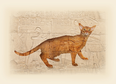 Abyssinian cat close-up against a background of Egyptian drawings and hieroglyphics. Double exposure