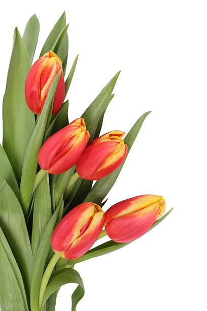 Tulip flowers isolated stock photo