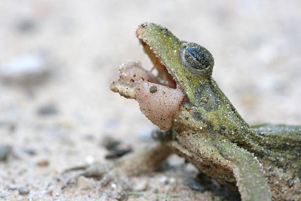 Croaking Frog stock photo