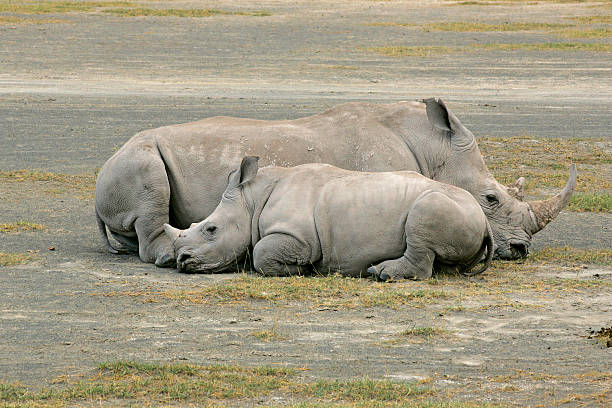 baby white rhino and Mum lying down Lake Nakuru Kenya stock photo