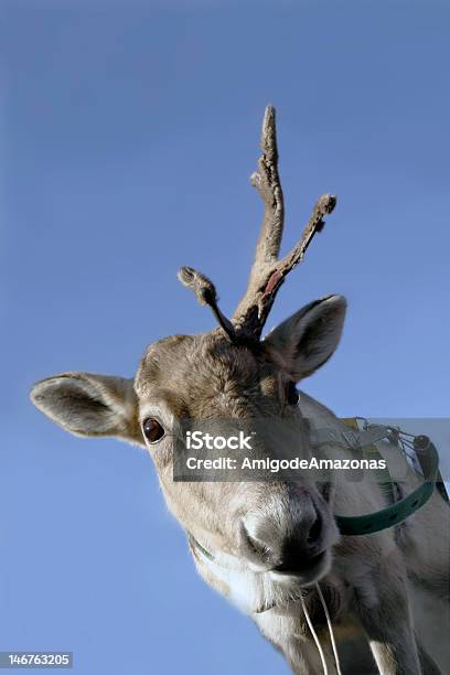 Foto de De Chifres De Rena e mais fotos de stock de Animal - Animal, Animal de estimação, Dano Físico