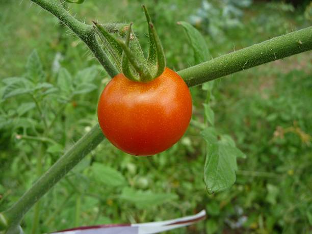 Tomate cerise - Photo