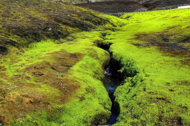 Lively Green Vegetation with a Stream: This stock image showcases the stunning beauty of lively green vegetation with a stream.
