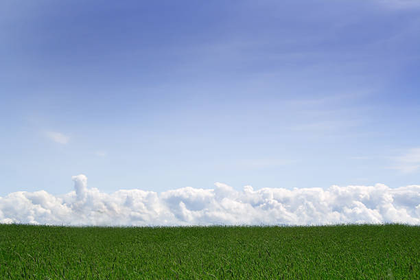 istock Green grass, the blue sky and white clouds 146763334