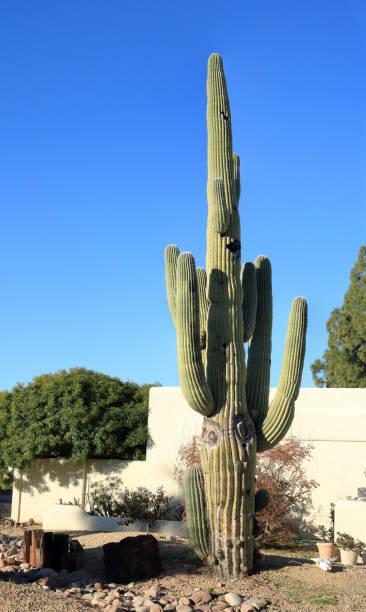 istock Beautiful grown up Saguaro in Arizona Front Yard 1467634056