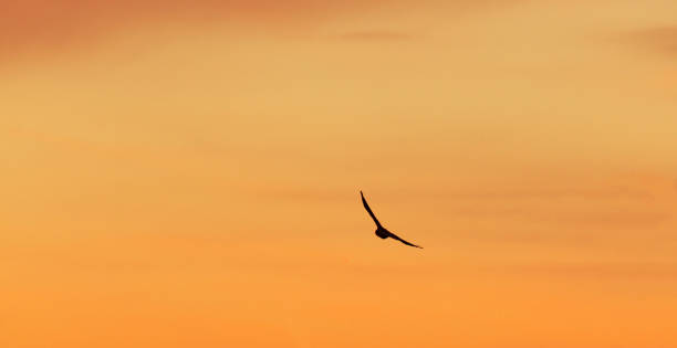 istock Silhouette bird in flight on the sunset sky. 1467634157