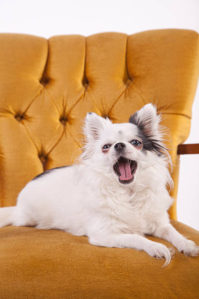 chihuahua blanco de pelo largo en una silla vintage - chihuahua dog pets yawning fotografías e imágenes de stock