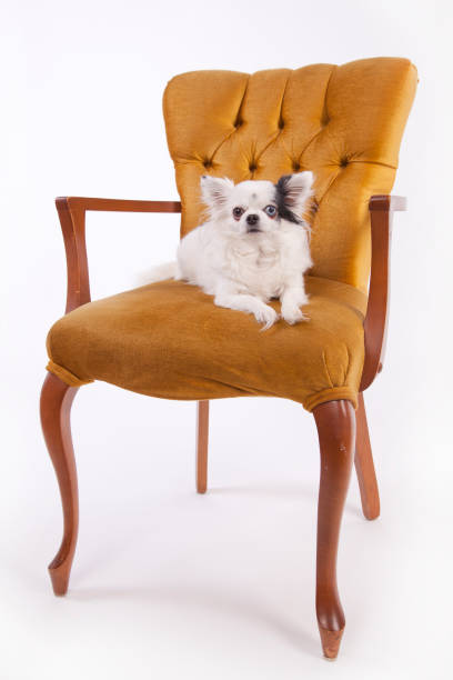 istock White long haired Chihuahua on a vintage chair 1467635165