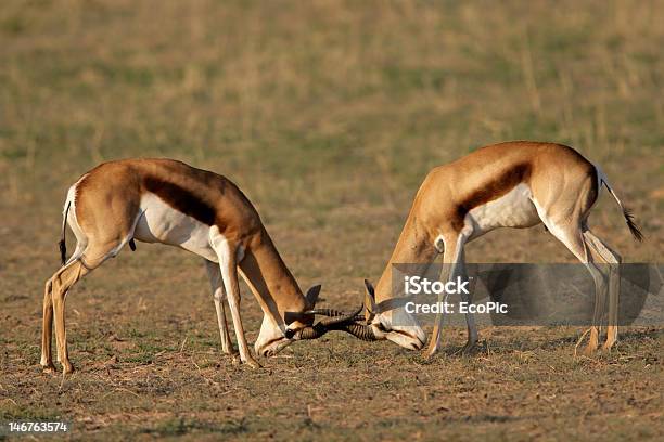Fighting Springbok Stock Photo - Download Image Now - Africa, Aggression, Alertness